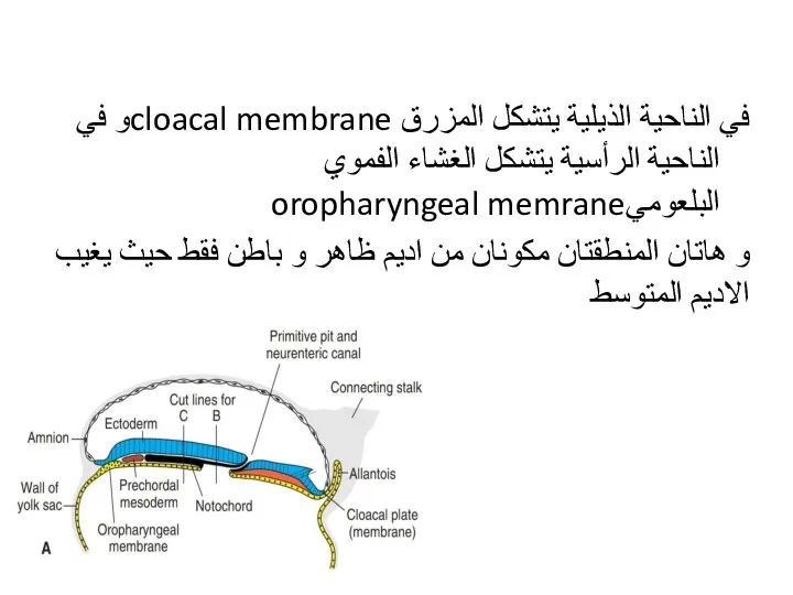 في الناحية الذيلية يتشكل المزرق cloacal membraneو في الناحية الرأسية يتشكل