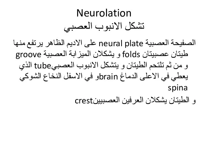 Neurolation تشكل الانبوب العصبي الصفيحة العصبية neural plate على الاديم الظاهر