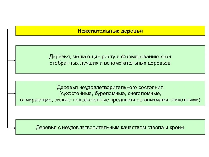 Нежелательные деревья Деревья с неудовлетворительным качеством ствола и кроны Деревья неудовлетворительного