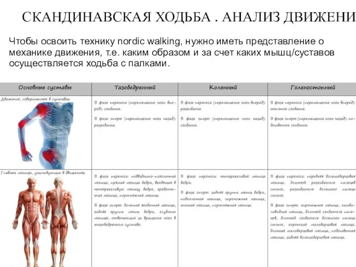 Чтобы освоить технику nordic walking, нужно иметь представление о механике движения,