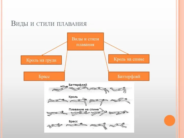 Виды и стили плавания Виды и стили плавания Кроль на груди Кроль на спине Брасс Баттерфляй