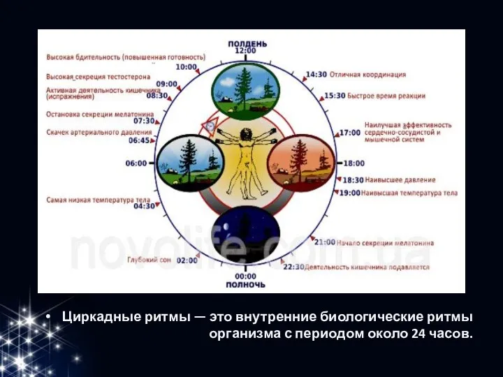 Циркадные ритмы — это внутренние биологические ритмы организма с периодом около 24 часов.