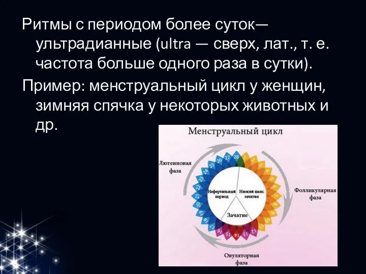 Ритмы с периодом более суток— ультрадианные (ultra — сверх, лат., т.