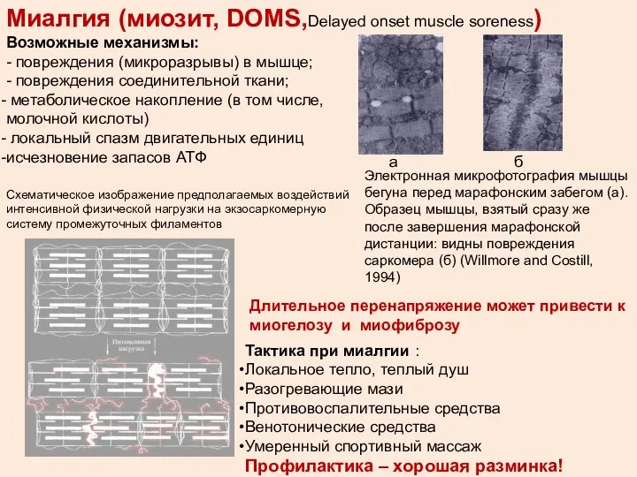 Электронная микрофотография мышцы бегуна перед марафонским забегом (а). Образец мышцы, взятый