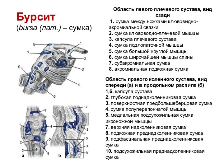 Область левого плечевого сустава, вид сзади 1. сумка между ножками клювовидно-акромиальной