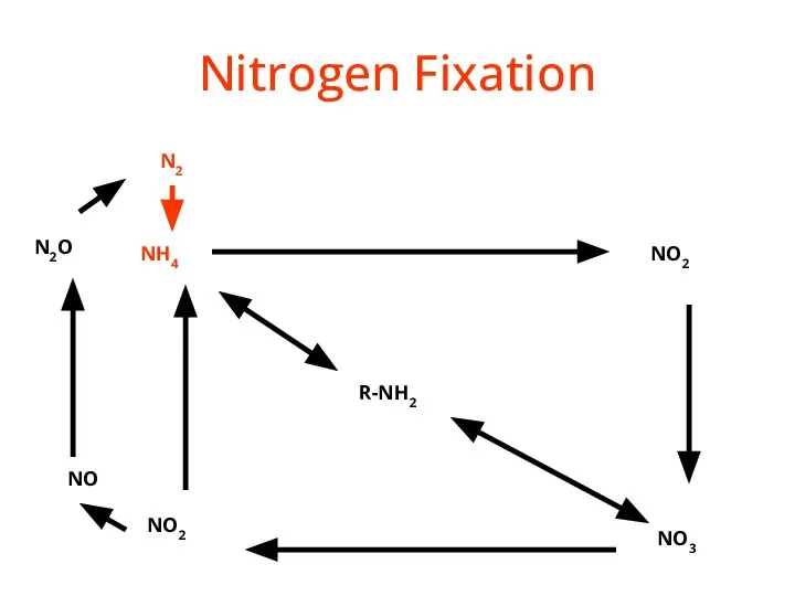 Nitrogen Fixation R-NH2 NH4 NO2 NO3 NO2 NO N2O N2