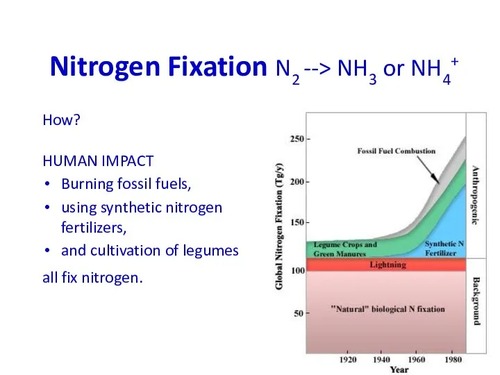 Nitrogen Fixation N2 --> NH3 or NH4+ How? HUMAN IMPACT Burning