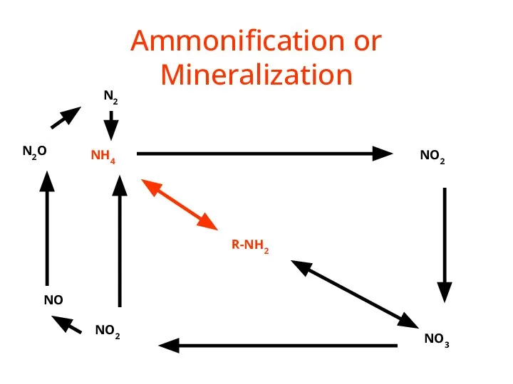 Ammonification or Mineralization R-NH2 NH4 NO2 NO3 NO2 NO N2O N2