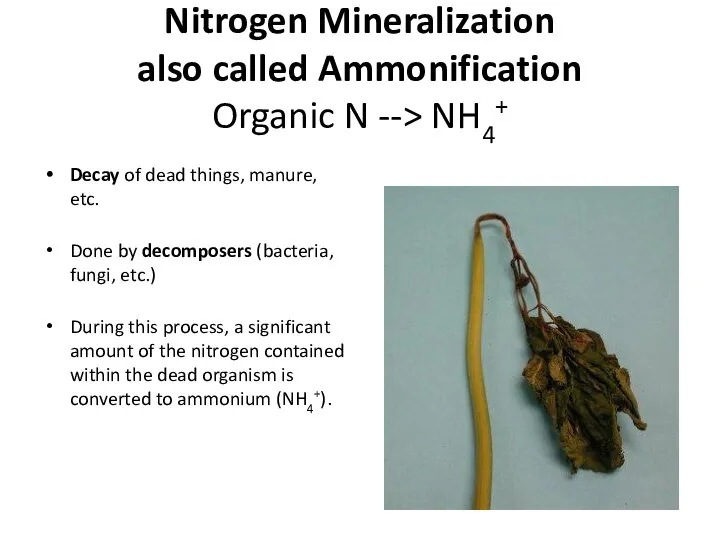 Nitrogen Mineralization also called Ammonification Organic N --> NH4+ Decay of