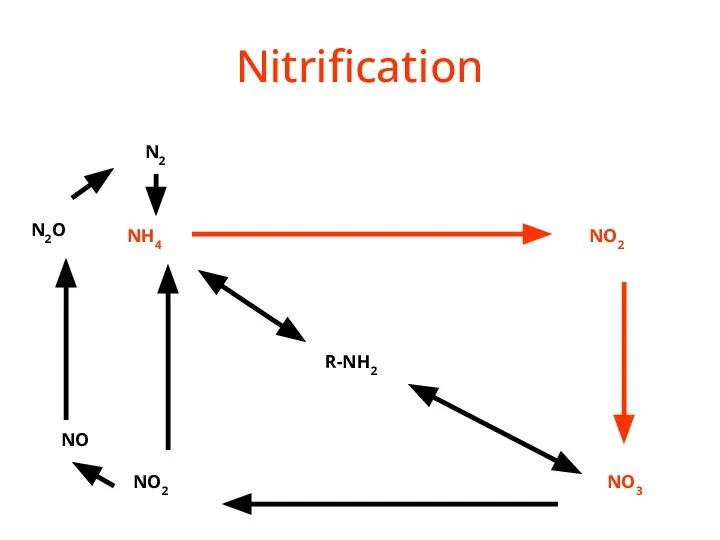 Nitrification R-NH2 NH4 NO2 NO3 NO2 NO N2O N2