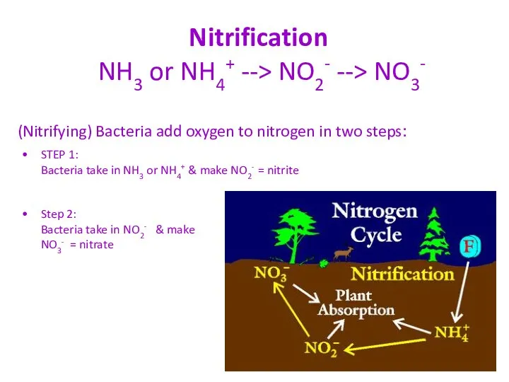 Nitrification NH3 or NH4+ --> NO2- --> NO3- (Nitrifying) Bacteria add