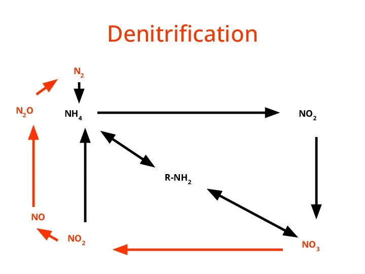 Denitrification R-NH2 NH4 NO2 NO3 NO2 NO N2O N2