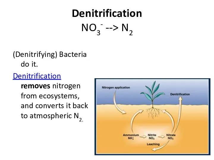 Denitrification NO3- --> N2 (Denitrifying) Bacteria do it. Denitrification removes nitrogen