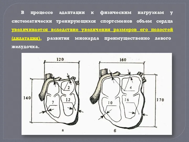 В процессе адаптации к физическим нагрузкам у систематически тренирующихся спортсменов объем