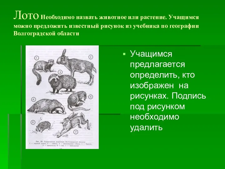 Лото Необходимо назвать животное или растение. Учащимся можно предложить известный рисунок