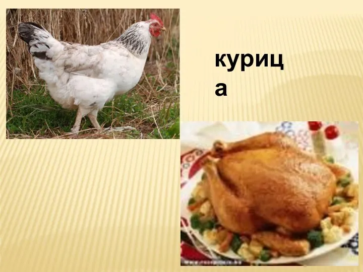 курица