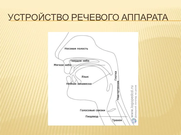 УСТРОЙСТВО РЕЧЕВОГО АППАРАТА