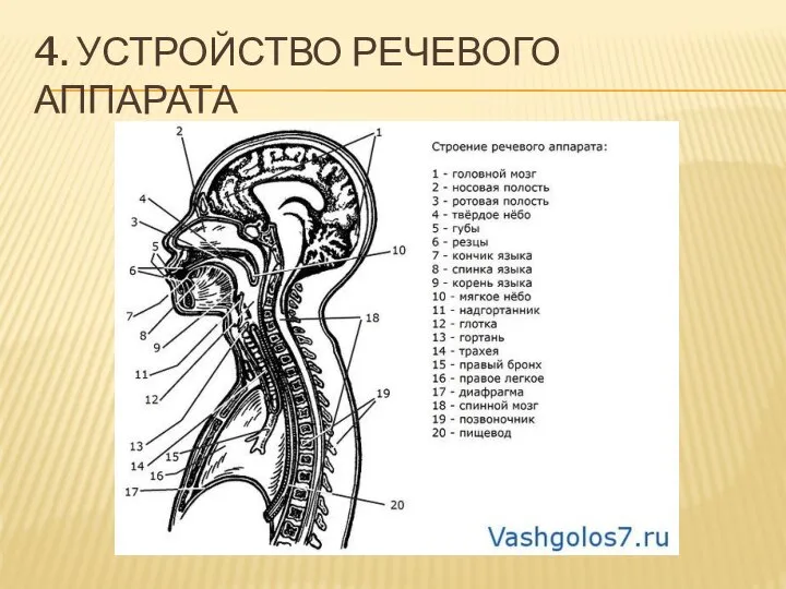 4. УСТРОЙСТВО РЕЧЕВОГО АППАРАТА