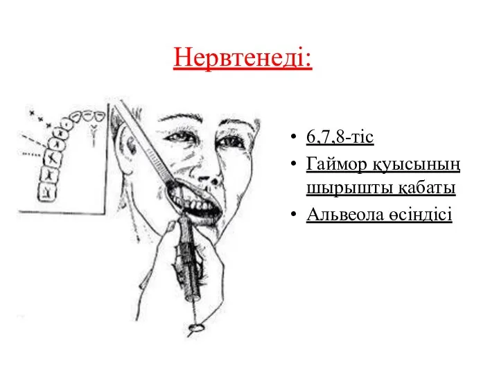 6,7,8-тіс Гаймор қуысының шырышты қабаты Альвеола өсіндісі Нервтенеді: