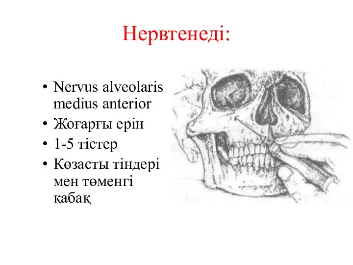 Нервтенеді: Nervus alveolaris medius anterior Жоғарғы ерін 1-5 тістер Көзасты тіндері мен төменгі қабақ