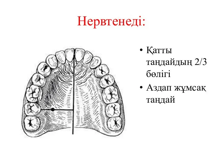 Нервтенеді: Қатты таңдайдың 2/3 бөлігі Аздап жұмсақ таңдай