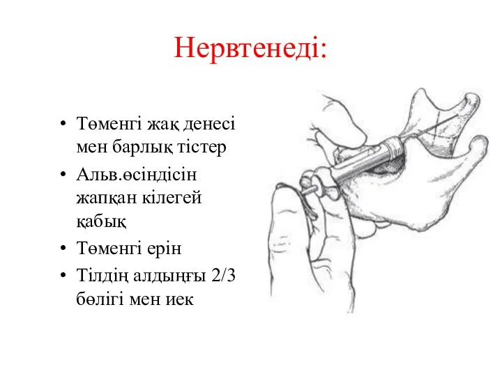 Нервтенеді: Төменгі жақ денесі мен барлық тістер Альв.өсіндісін жапқан кілегей қабық