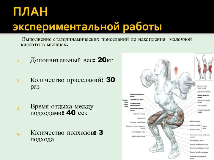 ПЛАН экспериментальной работы Выполнение статодинамических приседаний до накопления молочной кислоты в