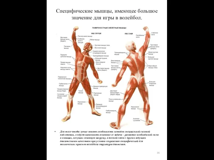 Для того чтобы лучше понять особенности методов специальной силовой подготовки, следует