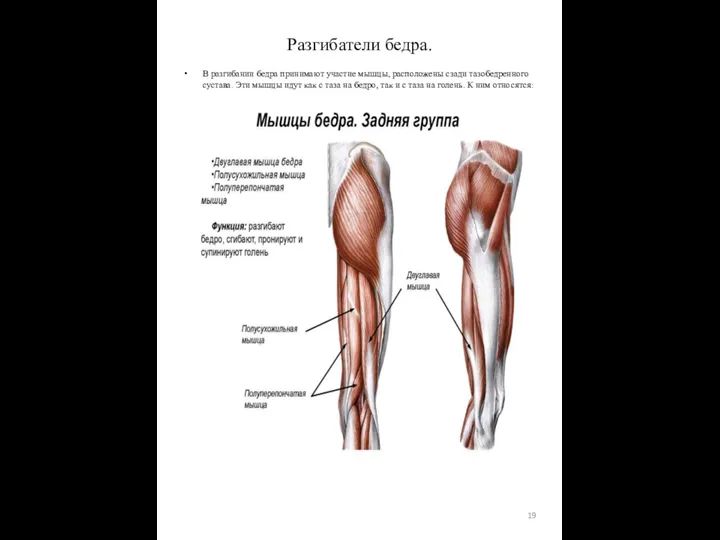 В разгибании бедра принимают участие мышцы, расположены сзади тазобедренного сустава. Эти