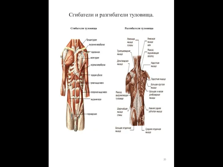 Сгибатели и разгибатели туловища. Сгибатели туловища Разгибатели туловища