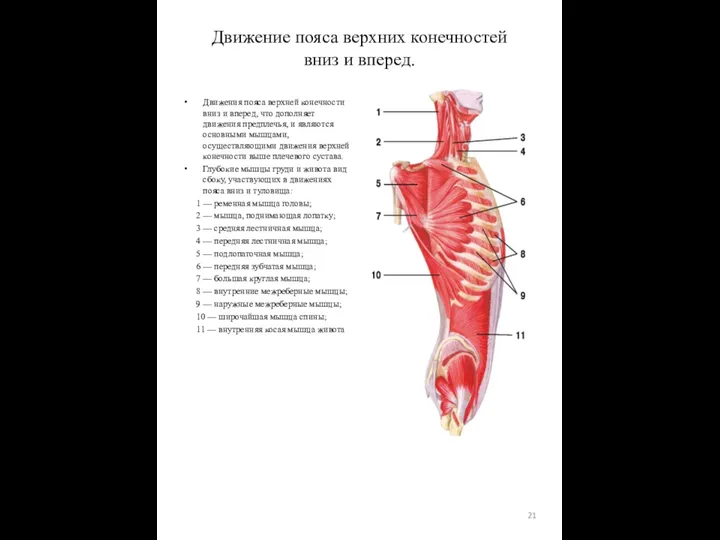 Движения пояса верхней конечности вниз и вперед, что дополняет движения предплечья,