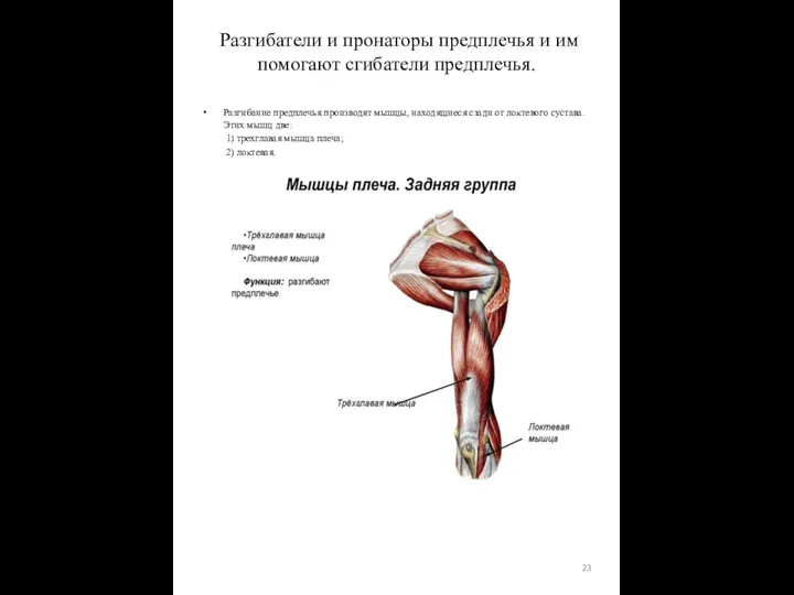 Разгибание предплечья производят мышцы, находящиеся сзади от локтевого сустава. Этих мышц