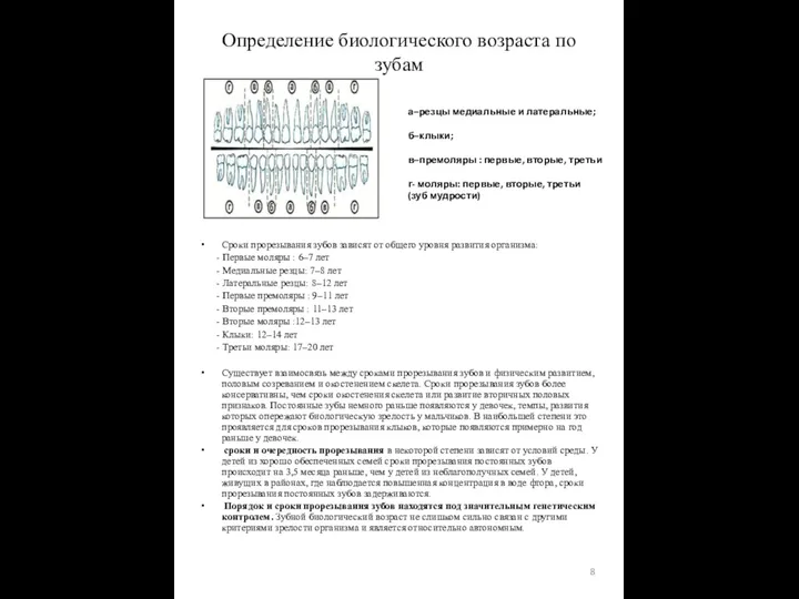 Определение биологического возраста по зубам а–резцы медиальные и латеральные; б–клыки; в–премоляры