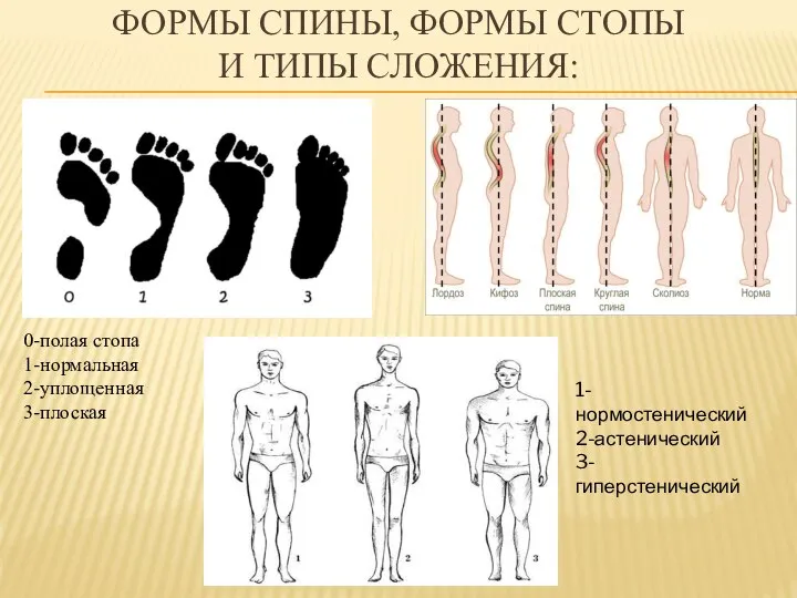 ФОРМЫ СПИНЫ, ФОРМЫ СТОПЫ И ТИПЫ СЛОЖЕНИЯ: 0-полая стопа 1-нормальная 2-уплощенная 3-плоская 1-нормостенический 2-астенический 3-гиперстенический