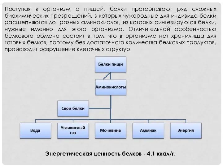 Поступая в организм с пищей, белки претерпевают ряд сложных биохимических превращений,