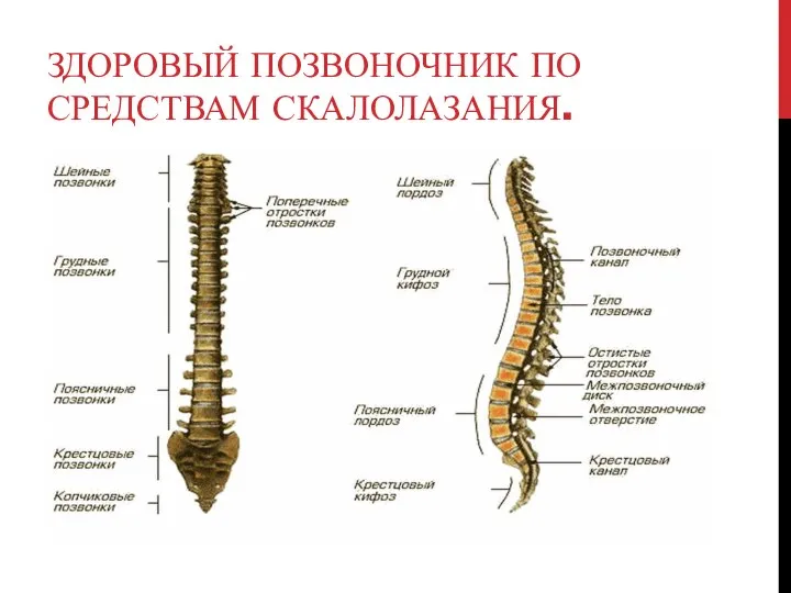 ЗДОРОВЫЙ ПОЗВОНОЧНИК ПО СРЕДСТВАМ СКАЛОЛАЗАНИЯ.