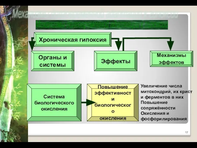 Механизмы долговременной адаптации к гипоксии Хроническая гипоксия Повышение эффективности биологического окисления