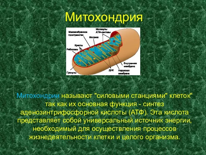 Митохондрия Митохондрии называют "силовыми станциями" клеток" так как их основная функция