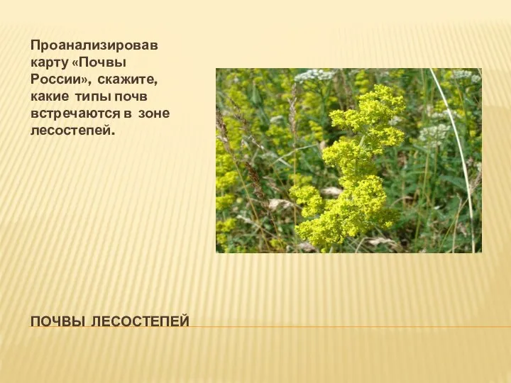 ПОЧВЫ ЛЕСОСТЕПЕЙ Проанализировав карту «Почвы России», скажите, какие типы почв встречаются в зоне лесостепей.