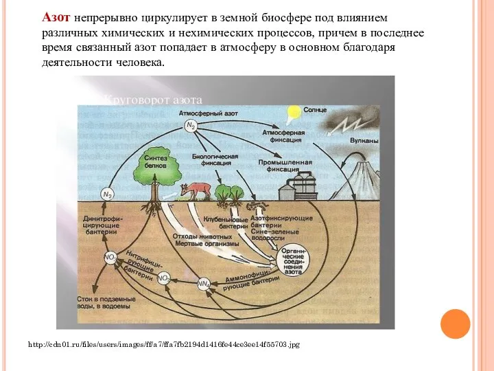 Азот непрерывно циркулирует в земной биосфере под влиянием различных химических и