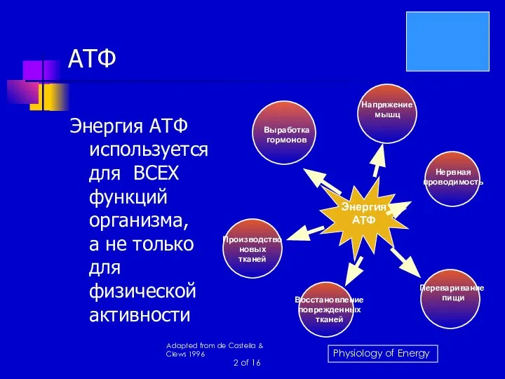 АТФ Энергия АТФ используется для ВСЕХ функций организма, а не только