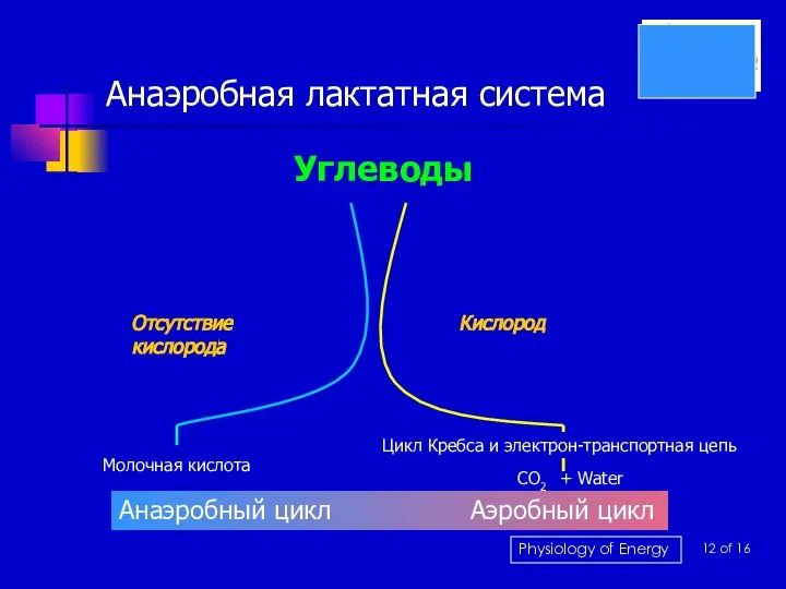 Анаэробная лактатная система Углеводы Молочная кислота Отсутствие кислорода Кислород Анаэробный цикл