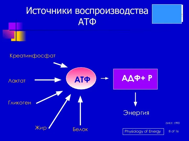 Источники воспроизводства АТФ Креатинфосфат Лактат Гликоген Жир Энергия Zintl.F. 1990 АТФ