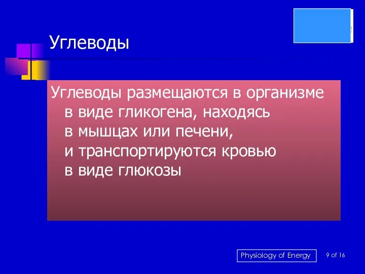 Углеводы Углеводы размещаются в организме в виде гликогена, находясь в мышцах