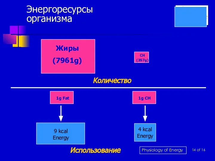 Энергоресурсы организма Жиры (7961g) CH (357g) Количество 1g Fat 1g CH