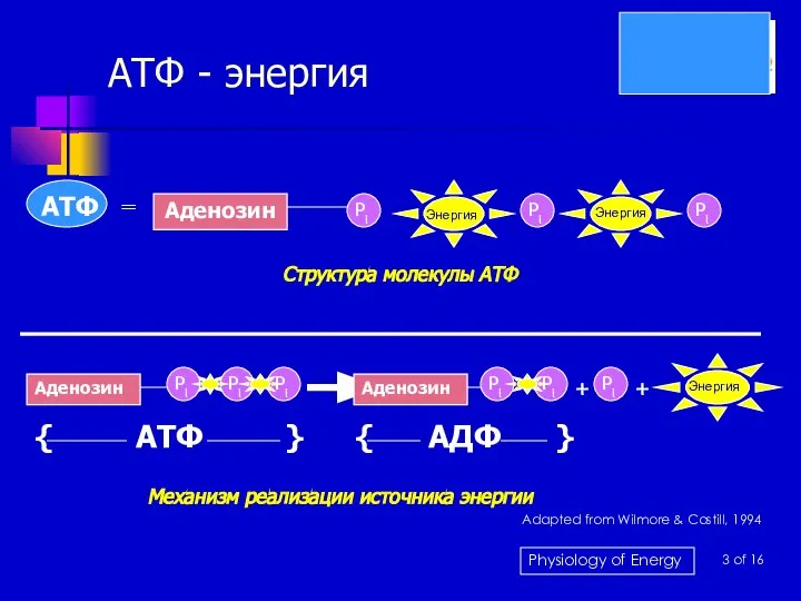 АТФ - энергия Структура молекулы АТФ Механизм реализации источника энергии 3