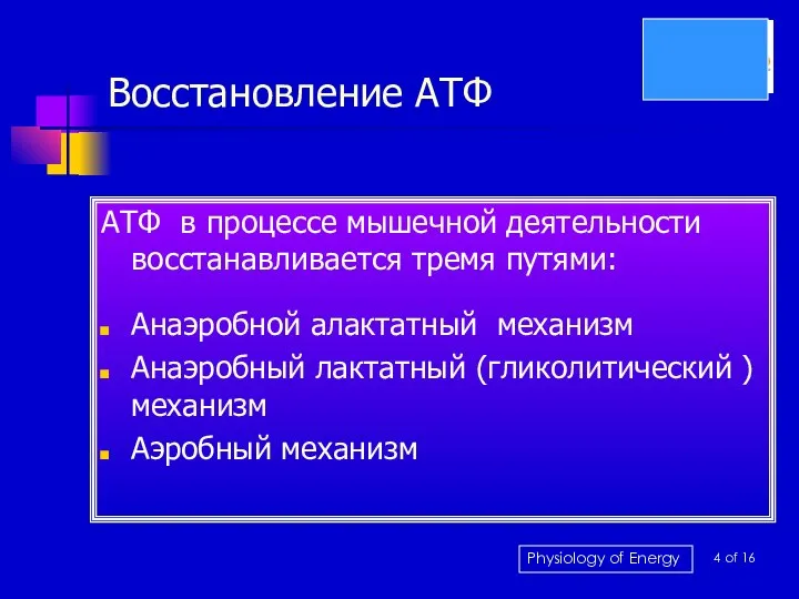 Восстановление АТФ АТФ в процессе мышечной деятельности восстанавливается тремя путями: Анаэробной