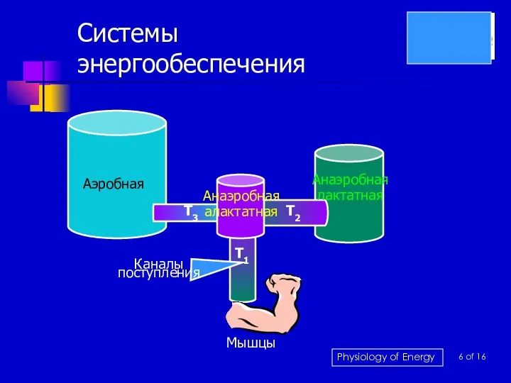 Системы энергообеспечения Аэробная Анаэробная лактатная Анаэробная алактатная T1 T2 T3 Мышцы 6 of 16 Каналы поступления