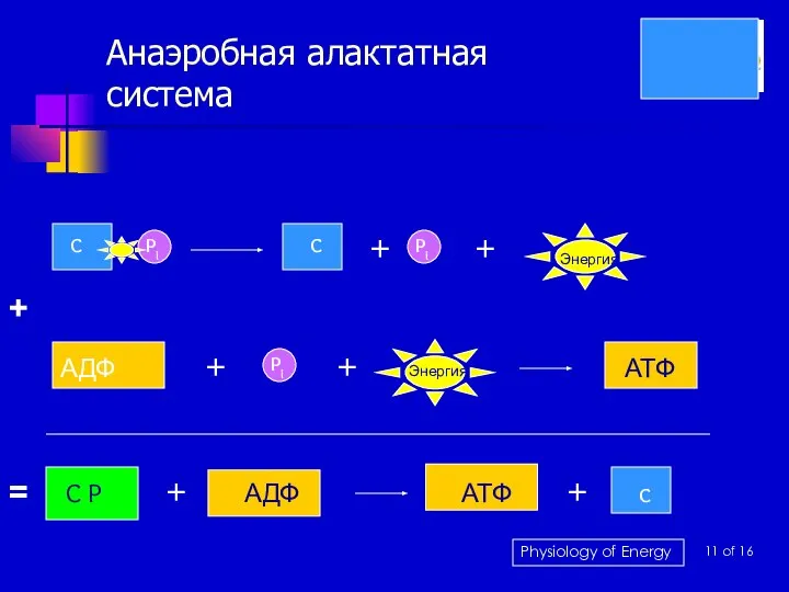 Анаэробная алактатная система Pi C C + Pi + Энергия АДФ