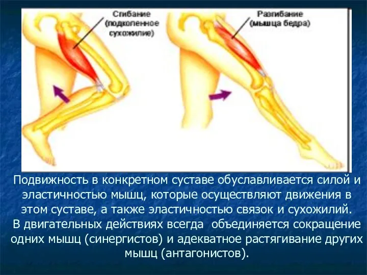 Подвижность в конкретном суставе обуславливается силой и эластичностью мышц, которые осуществляют